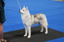 Sindi CACIB Brno 25.01.2026